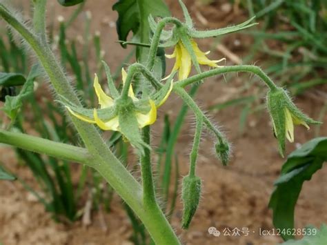 番茄 屬性|番茄 Solanum lycopersicum